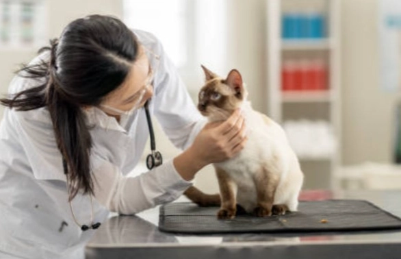 貓瘟後遺症症狀