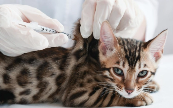 貓疫苗副作用食慾