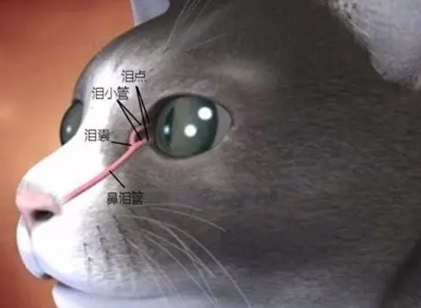 貓淚管阻塞處理