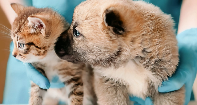 無佐劑疫苗價格