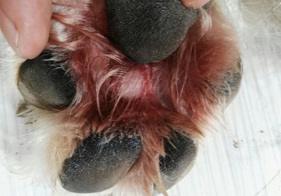 狗狗腳趾護理