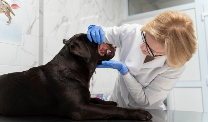 狗狗洗牙注意事項