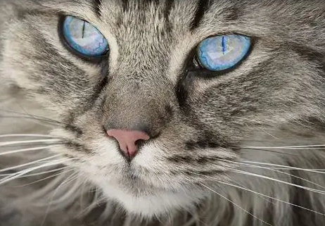 貓眼淚按摩方法