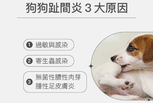 狗腳趾發炎治療