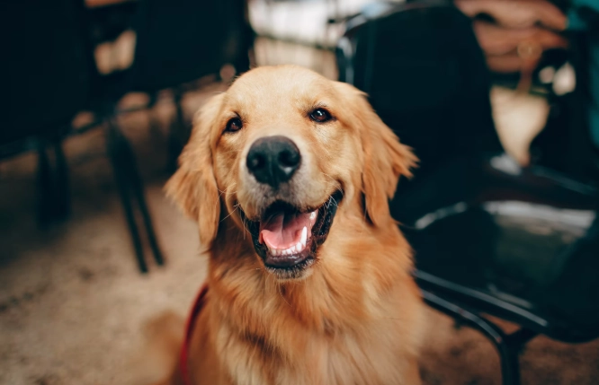 美系黃金獵犬健康問題