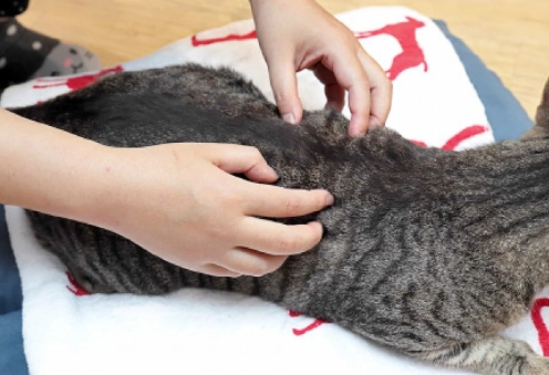 貓眼淚按摩方法