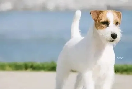 傑克羅素犬性格