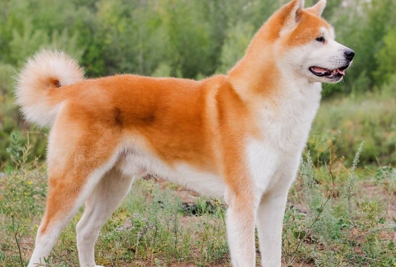 秋田犬獵熊訓練