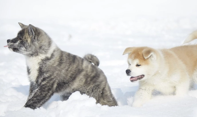 秋田犬獵熊訓練