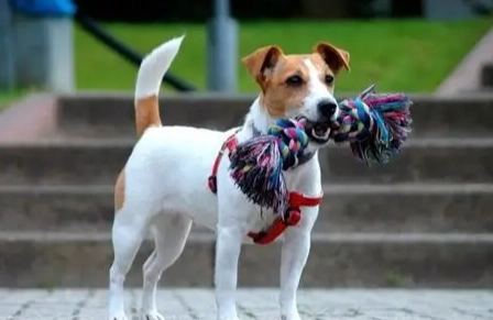 傑克羅素梗犬行為