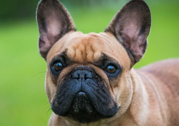 法國鬥牛犬體型