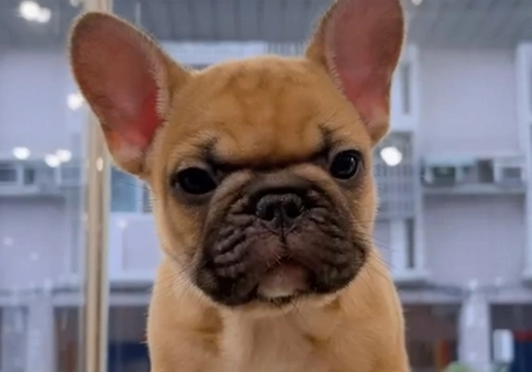 法國鬥牛犬年齡