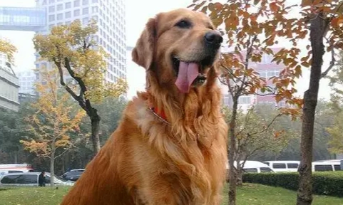 黃金獵犬重量標準