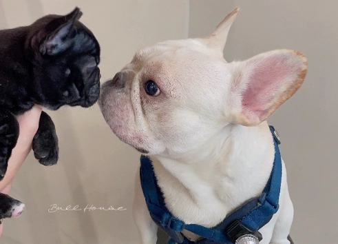 法國鬥牛犬體型