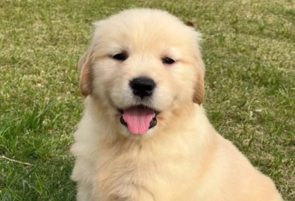 黃金獵犬體重管理