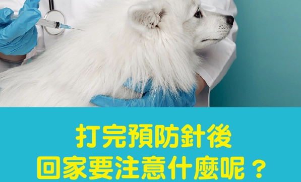 貓打疫苗後不吃飯