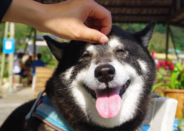 開寵物旅館條件