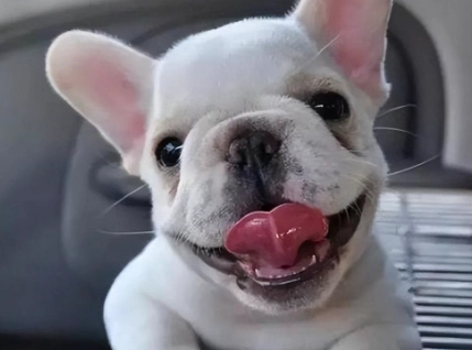 法國鬥牛犬性格