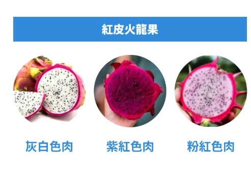 火龍果糖尿病