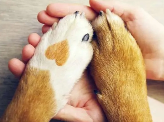 如何從寵物死亡中恢復