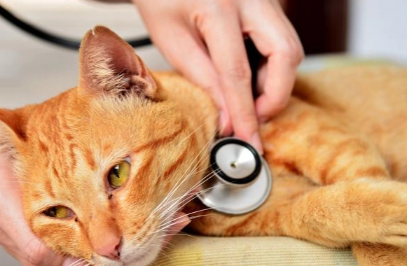 貓瘟後遺症症狀