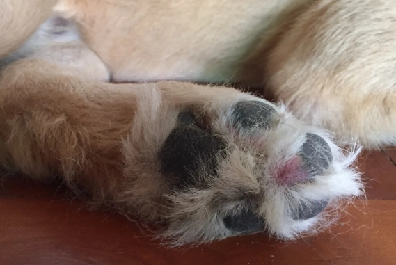 狗狗腳掌護理