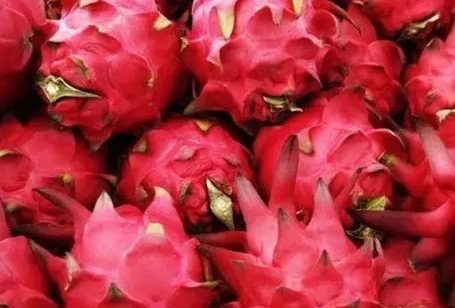 火龍果禁忌食物