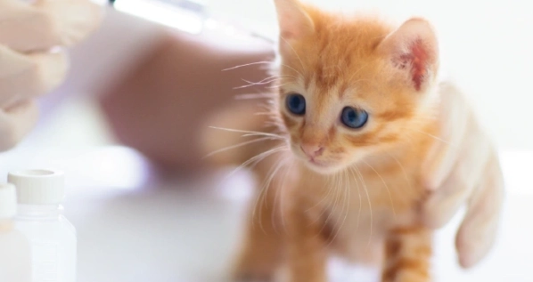 貓疫苗食慾不振