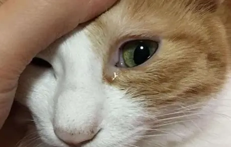 貓眼淚透明原因