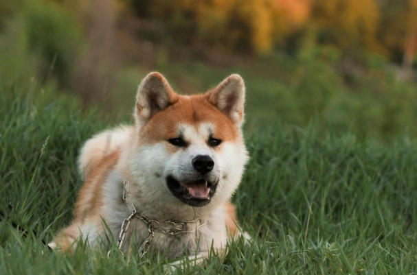 秋田犬獵熊安全