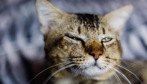 貓眼淚透明原因