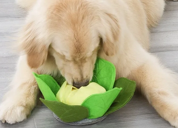 英系黃金獵犬特徵