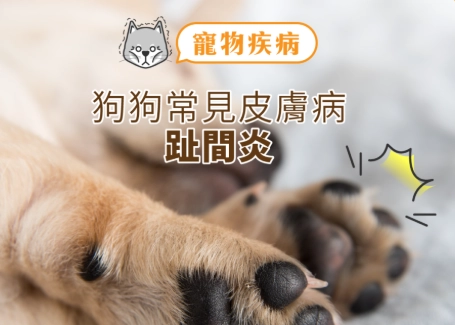 狗狗腳部護理