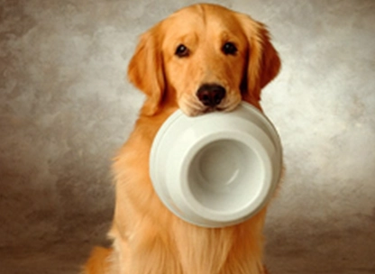 黃金獵犬成長表