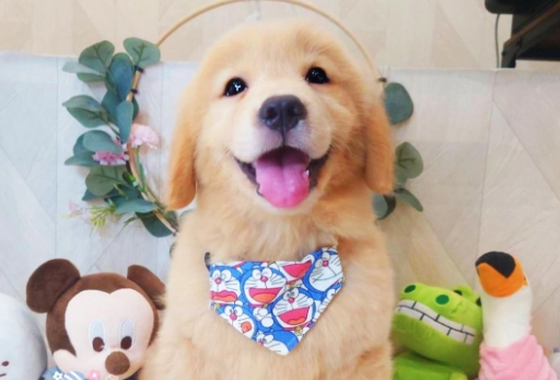 黃金獵犬幼犬照顧