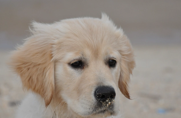 黃金獵犬幼犬照顧