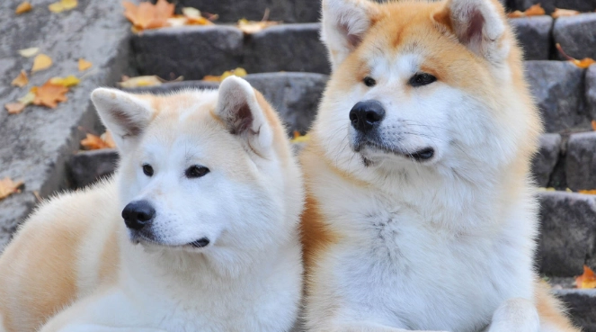 秋田犬獵熊安全