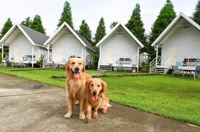 台灣寵物友善住宿