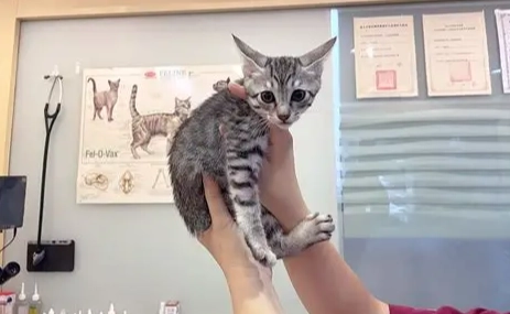 貓咪疫苗接種時間