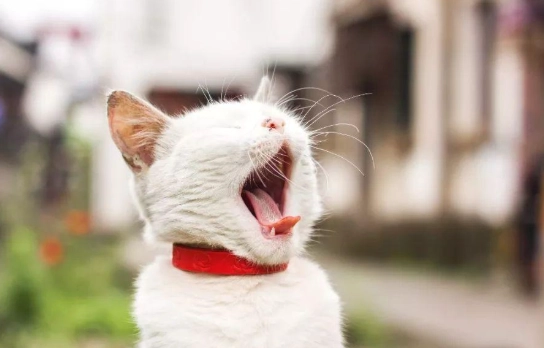 短鼻貓健康問題