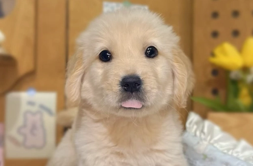 黃金獵犬小時候訓練