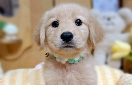 黃金獵犬幼犬照顧