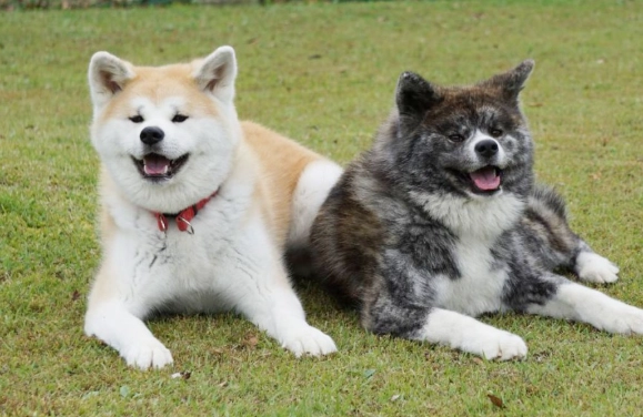秋田犬獵熊安全