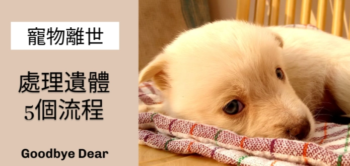 如何從寵物死亡中恢復