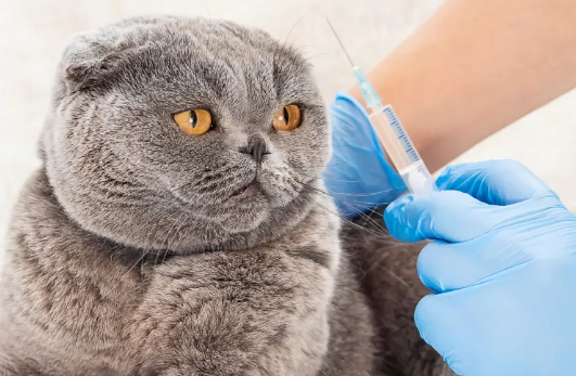 貓咪疫苗接種時間