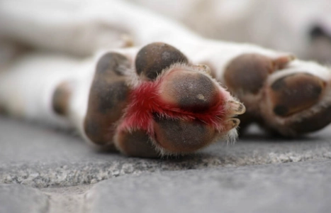 狗腳趾發炎治療