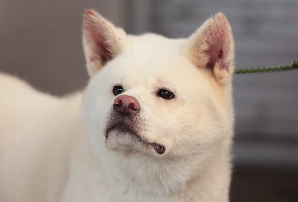 白色秋田犬