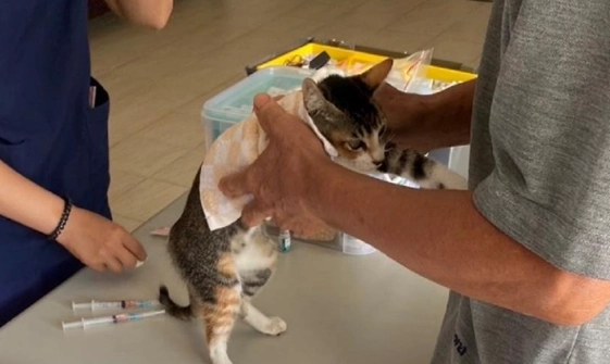 貓疫苗食慾不振