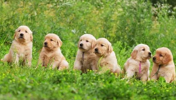 黃金獵犬標準體型