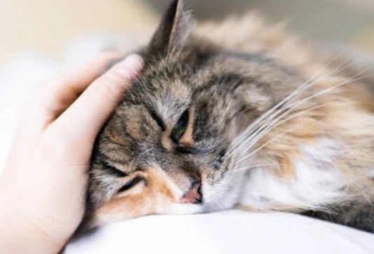 貓瘟後遺症治療